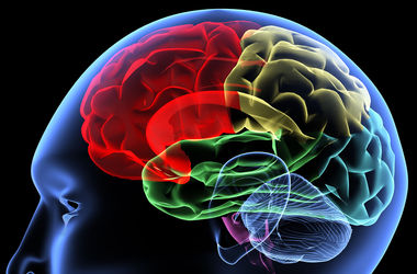 мозг во время секса